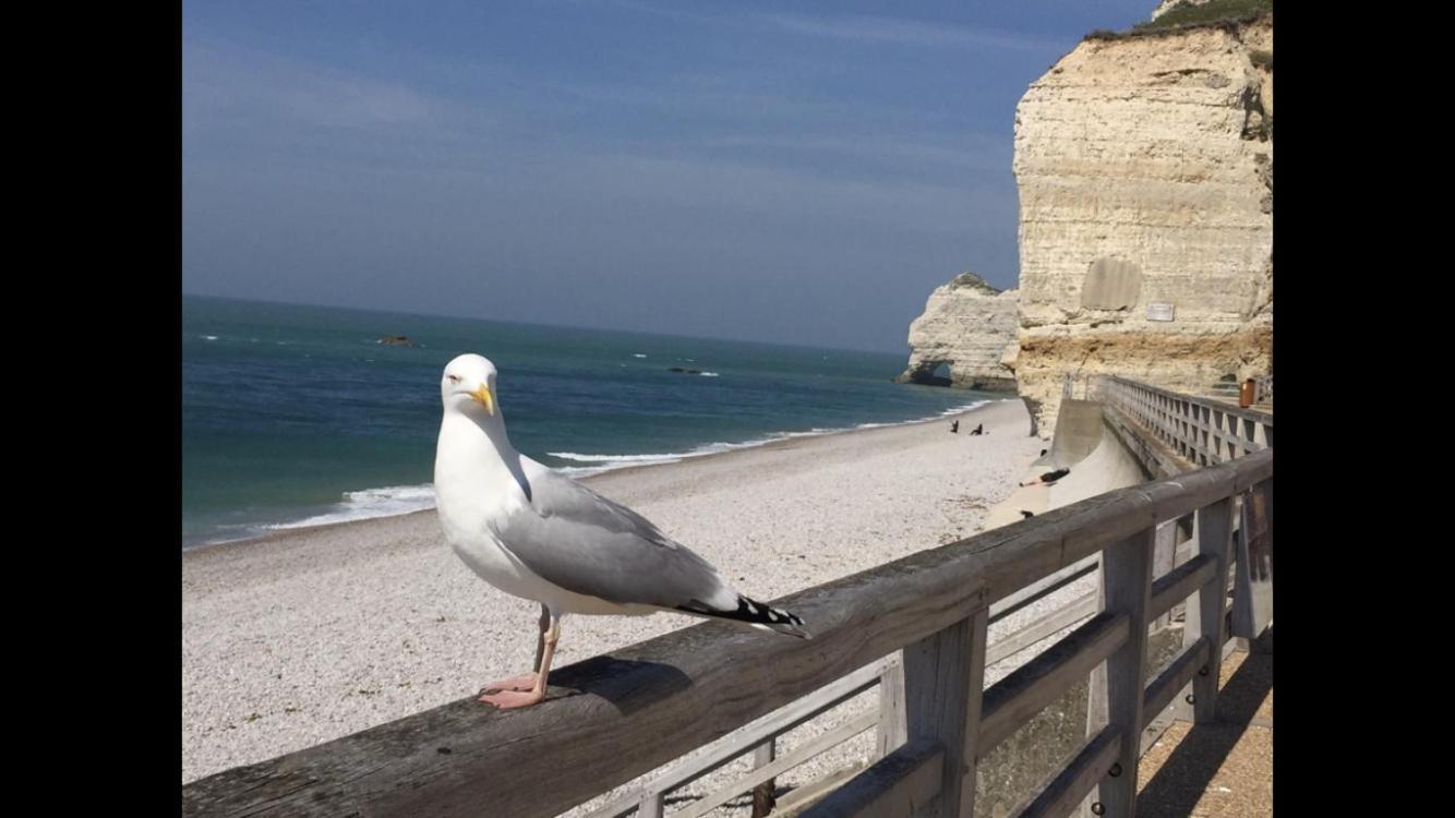 Villa Des Peintres Étretat Buitenkant foto
